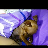 Marie Šlehoferová avatar