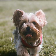 Jazmin Villegas avatar