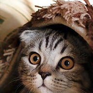 Ingrid Pelissari avatar