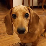 Vasvári Borbála avatar