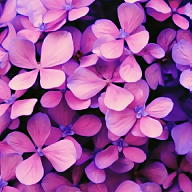 Isadora Castilho Da Silva avatar