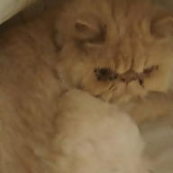 LiriaCandy 9558 avatar