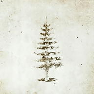 Pinus Talho Ilustrado avatar