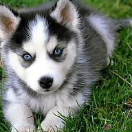 Полина Стаменова avatar