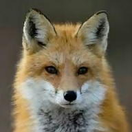 Hering Brigitta avatar