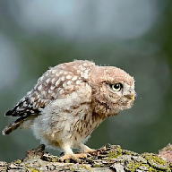 Jimmy Peralta avatar